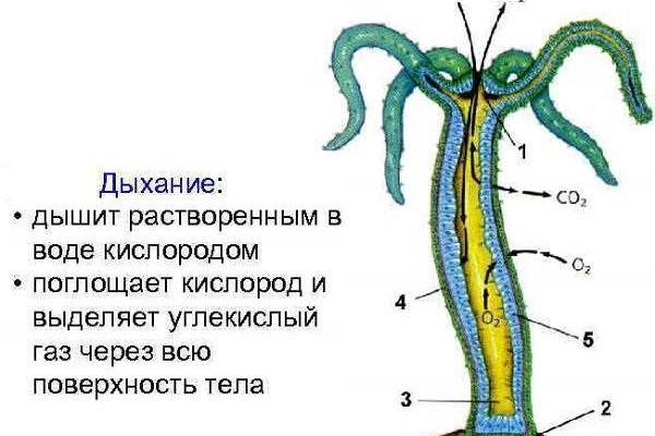 Кракен сайт зеркало рабочее на сегодня