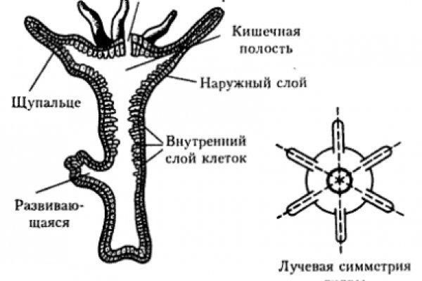 Через какой браузер зайти на кракен